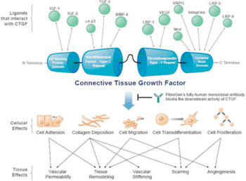 Imagen: Un diagrama que muestra la biología del CTGF (Fotografía cortesía de Fibrogen).